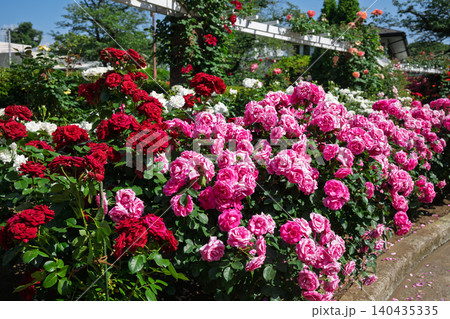 鮮やかに咲く赤とピンクの薔薇 市川市 里見公園 鮮やかに咲く赤とピンクの薔薇 市川市 里見公園 140435335