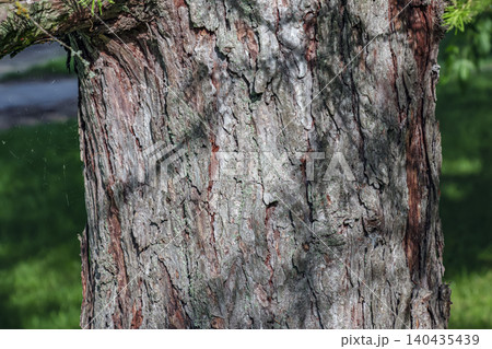 Textured Larix bark with rugged natural structure Textured Larix bark with rugged natural structure 140435439