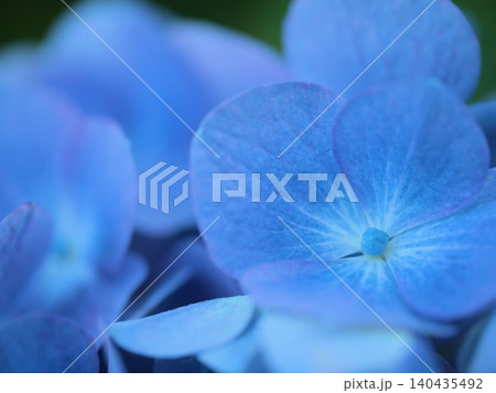 6月に美しく咲いたカラフルな紫陽花（アジサイ） 140435492