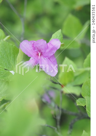 トウゴクミツバツツジの花一輪 トウゴクミツバツツジの花一輪 140435561