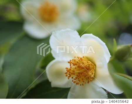 6月に美しく咲いた白いナツツバキの花 140435642