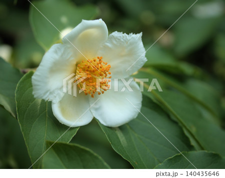6月に美しく咲いた白いナツツバキの花 6月に美しく咲いた白いナツツバキの花 140435646