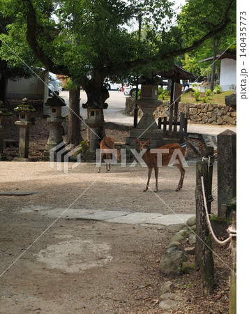 小道を抜けた先で出会った神の使い。春日大社の石燈籠の傍らで佇むカメラ目線の可愛い鹿たち 140435773