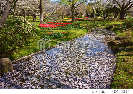 チューリップと花筏の春爛漫の風景 140435894