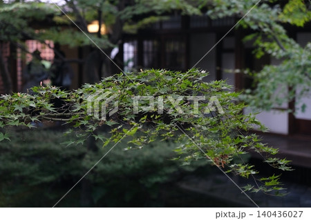 青もみじと日本庭園の風景 青もみじと日本庭園の風景 140436027
