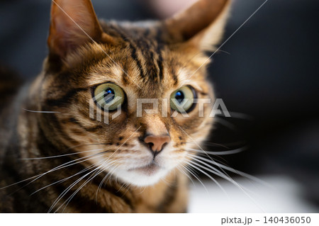見つめる猫 140436050