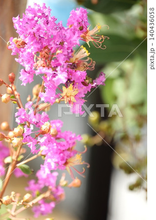 サルスベリの花 タテ位置 サルスベリの花 タテ位置 140436058