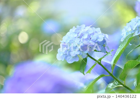 初夏の光にきらめく透明感あふれる爽やかな淡いブルーの紫陽花背景素材 初夏の光にきらめく透明感あふれる爽やかな淡いブルーの紫陽花背景素材 140436122