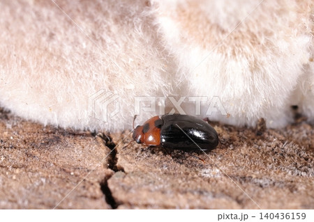 生き物 昆虫 フタホシチビオオキノコ、オオキノコムシ科の小さな種類なので『チビオオキノコ』 生き物 昆虫 フタホシチビオオキノコ、オオキノコムシ科の小さな種類なので『チビオオキノコ』 140436159