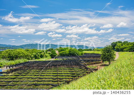 木津川河川敷の茶畑 京都府八幡市 木津川河川敷の茶畑 京都府八幡市 140436255