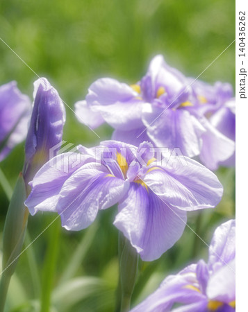朝日に輝く薄紫の菖蒲の花 朝日に輝く薄紫の菖蒲の花 140436262