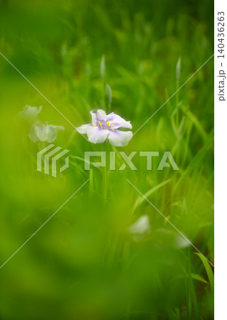 菖蒲の花 140436263