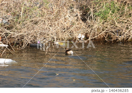 水辺に漂着したプラスチックごみとカイツブリの姿 140436285