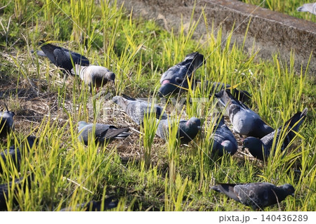 田んぼで餌を食べている鳩 140436289