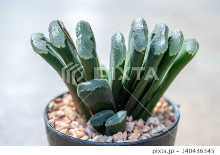 Close up of Haworthia Truncata (Horse's Teeth). Close up of Haworthia Truncata (Horse's Teeth). 140436345