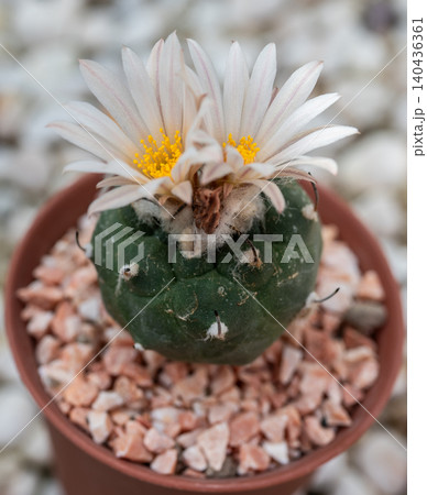 Twin flowers of Lophophora cactus while blooming. Lophophora is a small genus of low-growing, spineless, Central American cacti. Twin flowers of Lophophora cactus while blooming. Lophophora is a small genus of low-growing, spineless, Central American cacti. 140436361