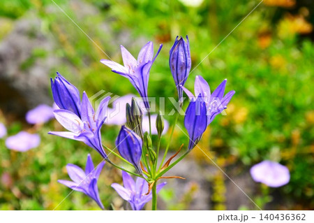 初夏に咲く青紫色のブローディアの花 初夏に咲く青紫色のブローディアの花 140436362
