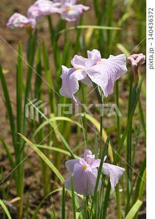 浪速津・花菖蒲 浪速津・花菖蒲 140436372