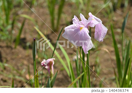 浪速津・花菖蒲 浪速津・花菖蒲 140436374