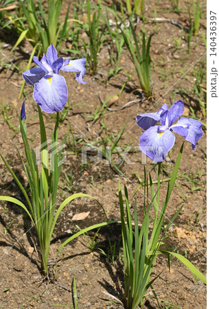 青柳・花菖蒲 青柳・花菖蒲 140436397