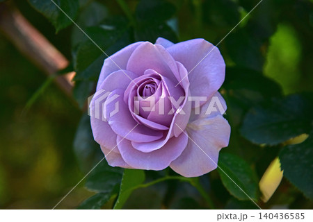 美しき薔薇の花 美しき薔薇の花 140436585