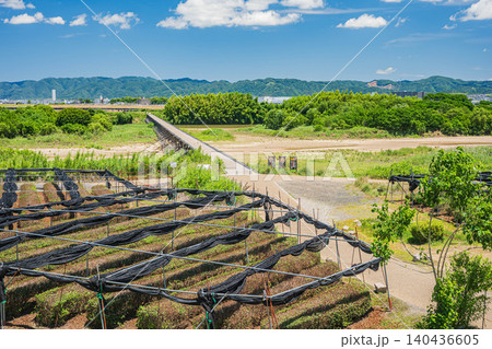 木津川の名所上津屋橋(流れ橋)と河川敷の茶畑 京都府八幡市 木津川の名所上津屋橋(流れ橋)と河川敷の茶畑 京都府八幡市 140436605