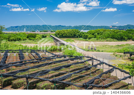 木津川の名所上津屋橋（流れ橋）と河川敷の茶畑　京都府八幡市　 140436606