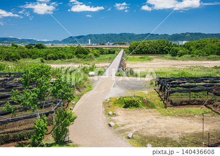 木津川の名所上津屋橋(流れ橋)と河川敷の茶畑 京都府八幡市 木津川の名所上津屋橋(流れ橋)と河川敷の茶畑 京都府八幡市 140436608