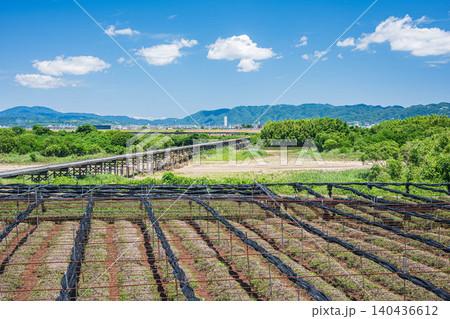 木津川の名所上津屋橋(流れ橋)と河川敷の茶畑 京都府八幡市 木津川の名所上津屋橋(流れ橋)と河川敷の茶畑 京都府八幡市 140436612