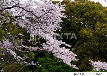 満開の桜と新緑が織りなす春景色 140436648