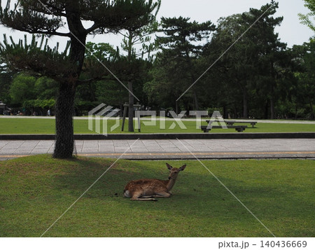 奈良公園の美しい芝生と木陰でのんびりくつろぐ野生鹿 奈良公園の美しい芝生と木陰でのんびりくつろぐ野生鹿 140436669