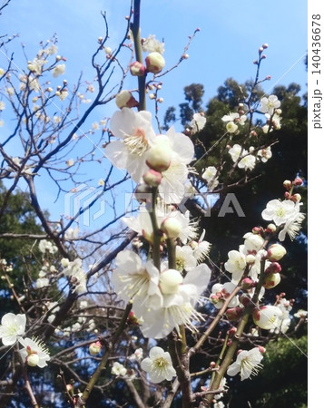 春の青空に映える白梅の開花と蕾、季節の訪れを感じる風景 春の青空に映える白梅の開花と蕾、季節の訪れを感じる風景 140436678
