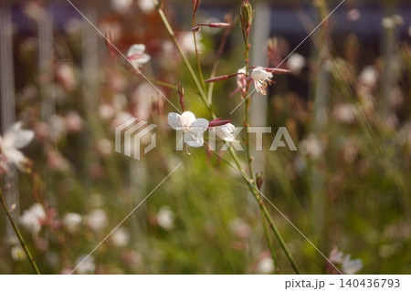 白蝶草 白蝶草 140436793