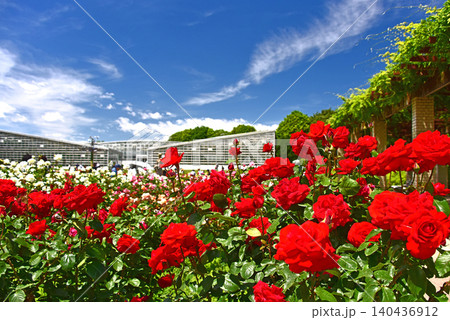 青空と薔薇の園の風景 青空と薔薇の園の風景 140436912