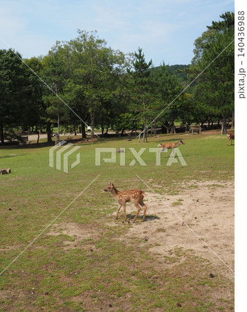 みずみずしい新緑に包まれた小さな命。平日の穏やかな公園を散歩する子鹿のスナップ みずみずしい新緑に包まれた小さな命。平日の穏やかな公園を散歩する子鹿のスナップ 140436988