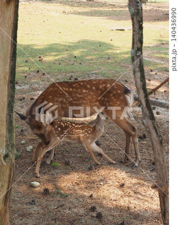 奈良公園の静かな木陰で優しく毛づくろいされながらお乳を飲む子鹿 奈良公園の静かな木陰で優しく毛づくろいされながらお乳を飲む子鹿 140436990