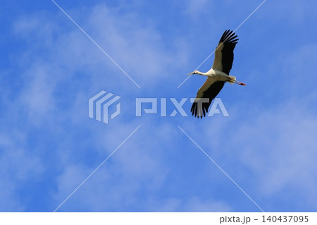 青空を飛ぶコウノトリ 青空を飛ぶコウノトリ 140437095