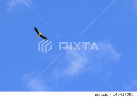 青空を飛ぶコウノトリ 青空を飛ぶコウノトリ 140437096