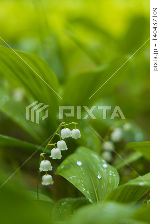 雨上がりのすずらんの花 雨上がりのすずらんの花 140437109