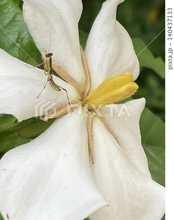 カマキリとクチナシの花 カマキリとクチナシの花 140437133