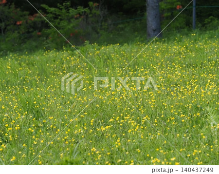 山野草・ウマノアシガタ(入笠山) 140437249