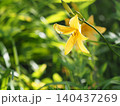 山野草・ニッコウキスゲ(入笠山) 140437269