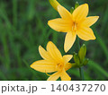 山野草・ニッコウキスゲ(入笠山) 140437270