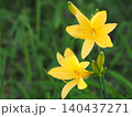 山野草・ニッコウキスゲ(入笠山) 140437271