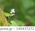 山野草・マイヅルソウ(入笠山) 140437272