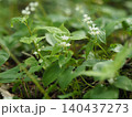 山野草・マイヅルソウ(入笠山) 140437273