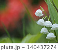 山野草・日本スズラン(入笠山) 140437274