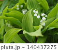 山野草・日本スズラン(入笠山) 140437275