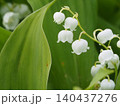 山野草・日本スズラン(入笠山) 140437276