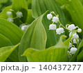 山野草・日本スズラン(入笠山) 140437277